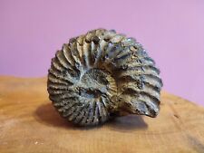 Fossile ammonite hoplite d'occasion  Lille-