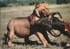 71548733 loewe buffalo gebraucht kaufen  Deutschland