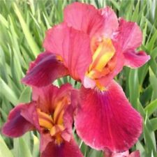 Iris germanica quechee for sale  CRANBROOK