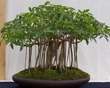 Samen zimmer bonsai gebraucht kaufen  Jettingen