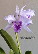 Laelia cattleya lobata for sale  Winter Park