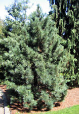 7 Graines de Pin blanc de Corée, Pinus koraiensis comprar usado  Enviando para Brazil