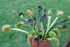 Venus Flytrap Seeds - 30 Fresh Harvested 2023 (carnivorous plants) for sale  Shipping to South Africa