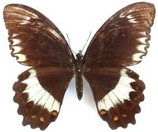 Papilio woodfordi mome gebraucht kaufen  München