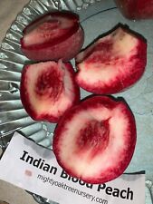 Indian blood cling for sale  Livingston