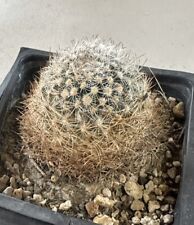 Mountain ball cactus for sale  Mc Gill