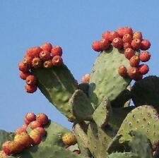 Nopal red fruit for sale  Miami
