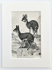 Klipspringer antelope print for sale  NORWICH