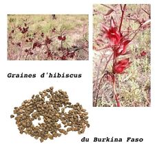 Graines hibiscus bissap d'occasion  Foix