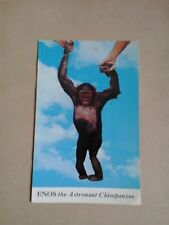 scimpanze usato  Saluzzo
