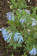 Corydalis flexuosa blue gebraucht kaufen  Leipzig