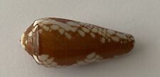 Conidae magnificentus shell d'occasion  Expédié en Belgium