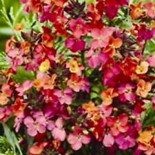 Wallflower perennial erysimum for sale  HAILSHAM