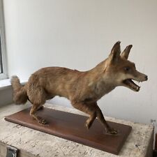 Antique taxidermy fox for sale  BRIDGEND