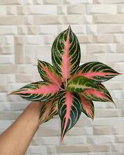 Aglaonema Pink Sunset free pythosanitary ship by dhl express, used for sale  Shipping to South Africa