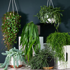 House plants lucky for sale  IPSWICH