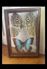 Papillon hibou papillon d'occasion  Buchy