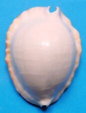 marginata sarda usato marginata sarda usato Piacenza