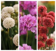 Sea thrift armeria for sale  PRESTON