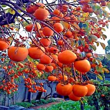 Persimmon tree seeds for sale  Lincolnton