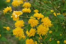 Kerria japonica pleniflora for sale  CRANBROOK