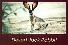Desert jack rabbit for sale  USA