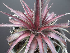 DYCKIA CHERRY COKE Hybrid exotic terrestrial bromeliad air rare seed 10 seeds for sale  Shipping to South Africa