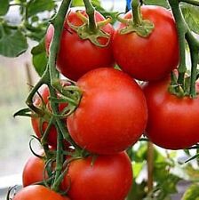 Day fastest tomato for sale  Otto