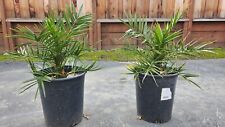 Canary pineapple palm for sale  Fremont