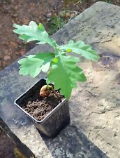 English oak tree for sale  CHESTERFIELD