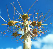 DORSTENIA GYPSOPHILA rare succulent caudex exotic caudiciform seed 15 SEEDS, used for sale  Shipping to South Africa