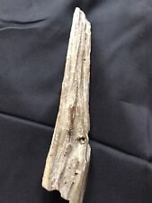 Legno fossile pietrificato usato  Vicenza