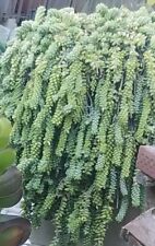 Donkey tail succulents for sale  Lompoc