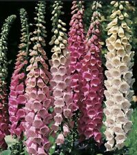 Foxglove excelsior mixed for sale  PLYMOUTH