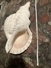 Natural conch sea for sale  Van Horn