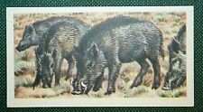 Cartão ilustrado de vida selvagem Indian Wild Pig XC11 comprar usado  Enviando para Brazil