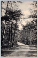 Postcard drive pines for sale  Saco