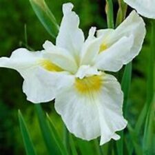 Siberian iris creme for sale  LAMPETER