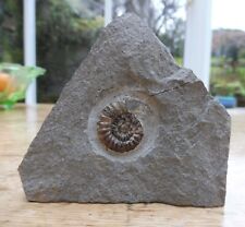 Ammonite charmouth dorset for sale  BURGESS HILL