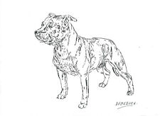 Bull terrier dessin d'occasion  Bordeaux-