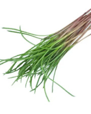 Herb saltwort salsola for sale  HIGH WYCOMBE