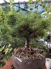 japanese white pine bonsai for sale  Garden Grove