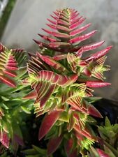 Crassula shark tooth for sale  Dana Point