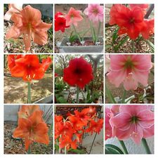 red plants amaryllis for sale  Spring Hill