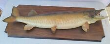 Muskellunge muskie musky for sale  Lebanon
