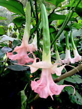 extra rare BRUGMANSIA -  DALENS PINK AMOUR --- strong rooted plant  !, used for sale  Shipping to South Africa