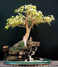 Fico Sacro Bhodi Bonsai Ficus Religiosa Pianta Tropicale da Casa 15 Semi Freschi Rari, usato usato  Spedire a Italy
