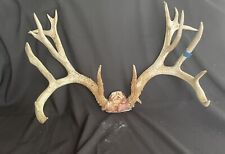 Huge 184 whitetail for sale  Florence