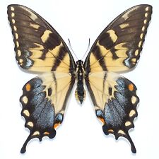 butterfly usato  Rovigo