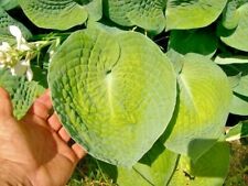 20 BIG DADDY HOSTA SEEDS for sale  Shipping to South Africa